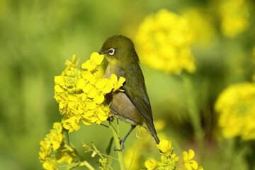 春の訪れを告げる花