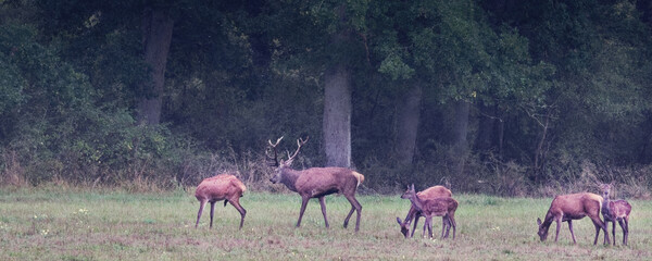 cerf - arde - brame - automne 