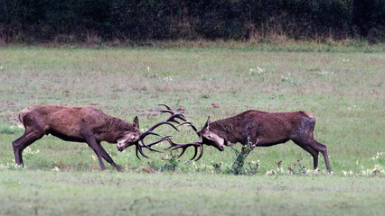 combat de cerfs - automne
