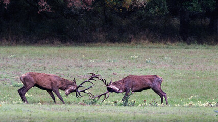 combat de cerfs - automne
