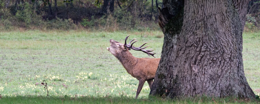 brame du cerf - automne
