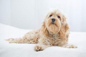 sad dog lies on a white bed. White background