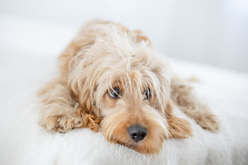 sad dog lies on a white bed. White background