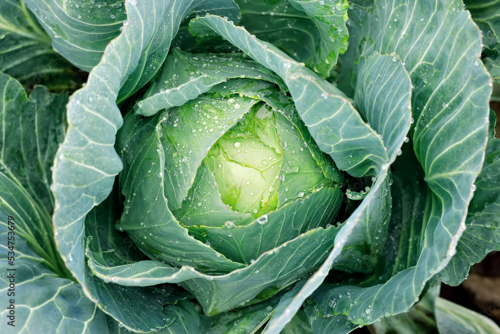 Wall mural green cabbage head growing in vegetable garden