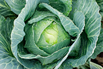 green cabbage head growing in vegetable garden