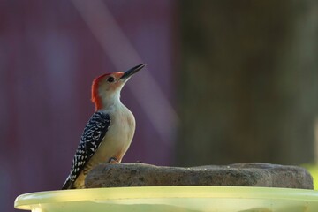 Mr. Woodpecker stopping by to say hello.
