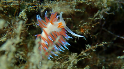 Sea slug pilgrim hervia (Cratena peregrina) close-up undersea, Aegean Sea, Greece, Halkidiki