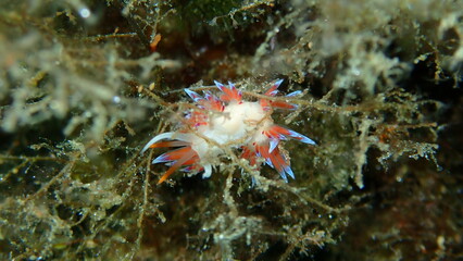Sea slug pilgrim hervia (Cratena peregrina) close-up undersea, Aegean Sea, Greece, Halkidiki