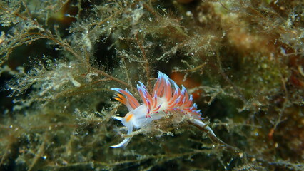 Sea slug pilgrim hervia (Cratena peregrina) close-up undersea, Aegean Sea, Greece, Halkidiki