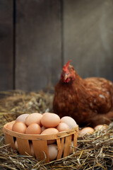 eggs in crate with red chicken in dry straw inside a wooden henhouse