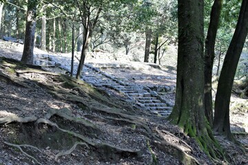 奈良公園の階段