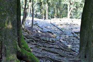 奈良公園の階段