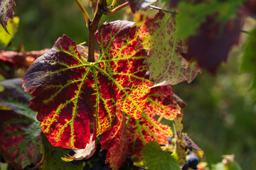Close-up of a red vine leaf on the vine against the light