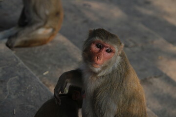Naklejka premium japanese macaque sitting on a rock