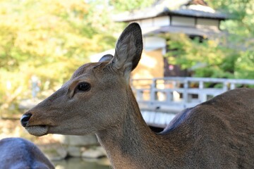 奈良浮御堂の鹿