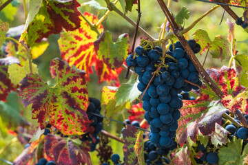 Close up of ripe juicy fresh blue grapes on the vine in Rhineland-Palatinate/Germany