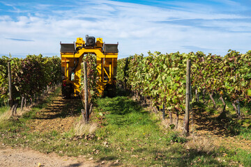 A wine harvester between the vineyards during the autumn harvest in Rhineland-Palatinate/Germany