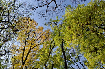 View of the tops of a colorful autumn forest with beautiful branched trees with lots of yellow, green and brown leaves, Sofia, Bulgaria 