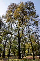 A colorful autumn forest with beautiful branching trees with lots of yellow, green and brown leaves, some of which covered the ground profusely, Sofia, Bulgaria 