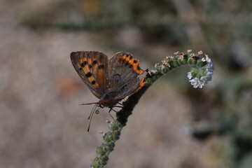 Mariposa manto bicolor (Lycaena phlaeas) con fondo difuminado (macro)
