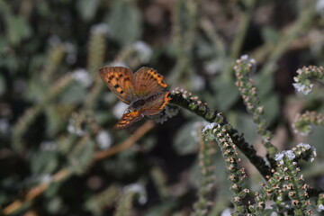 Mariposa manto bicolor (Lycaena phlaeas) con fondo difuminado (macro)