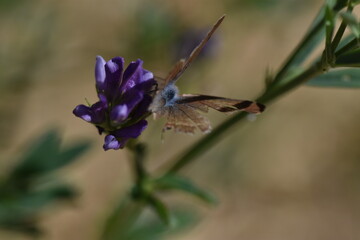 Mariposa canela estriada (Lampides boeticus) libando en una flor morada con fondo difuminado (macro)
