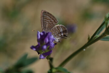Mariposa canela estriada (Lampides boeticus) libando en una flor morada con fondo difuminado (macro)
