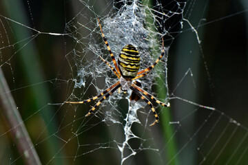 Wasp spider // Wespenspinne, Zebraspinne (Argiope bruennichi) 