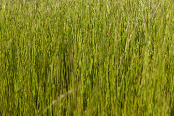 Lolium multiflorum, Parque Biológico de Gaia. Green grass background.