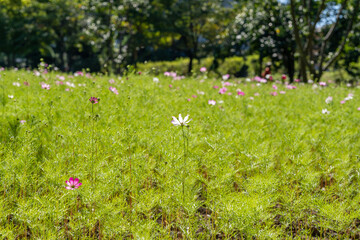 Cosmos are blooming one by one in the field