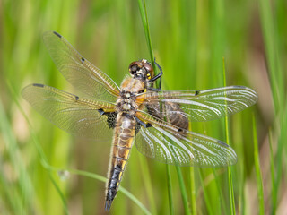Four-spotted chaser