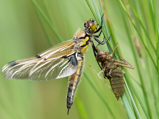 Four-spotted chaser