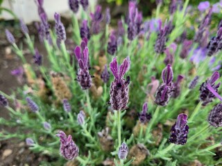 Lavender flowers in the garden. Purple flower. Calm concept