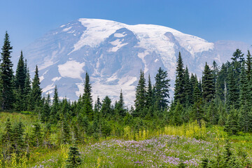 Amazing view at the snowy peaks which rose against the blue sky.  Sunrise Area, Mount Rainier