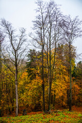 Golden autumn in the forests of Slovakia