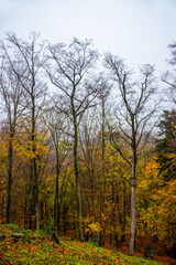 Golden autumn in the forests of Slovakia