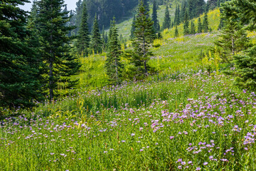Flowers on the mountain slope. Amazing mountain landscape in summwer.  Sunrise Area, Mount Rainier
