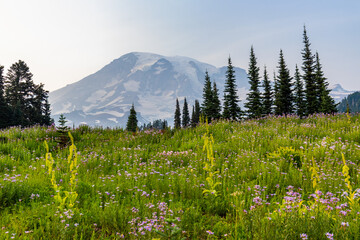 Amazing view at the snowy peaks which rose against the blue sky.  Sunrise Area, Mount Rainier