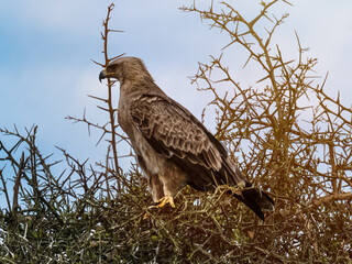 Eagle watching over his nest