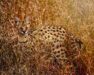 The wild cat of Serengeti the Serval