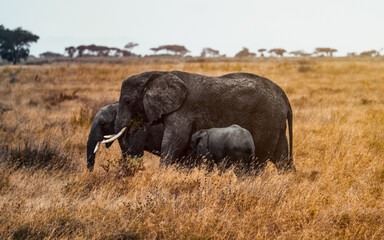 Fototapeta na wymiar Elephant Family 