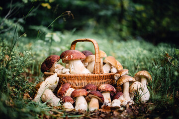 Basket with edible white mushrooms. Boletus edulis. Collect porcini in forest