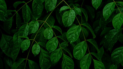 Abstract of dim view of green leaves soaked in raindrops. for nature background and darktone after rainy.