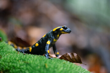 Adult fire salamander on green moss in autumn forest