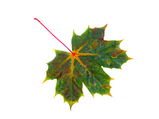 autumn maple leaf isolated on white background