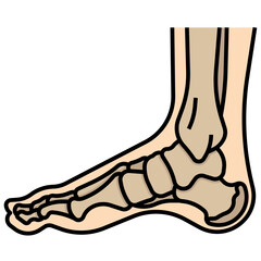 feet bones 1