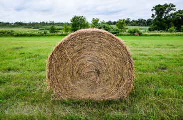 hay bales in the field