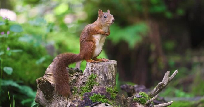 Red squirrel looking for enemies at the forest floor and running away