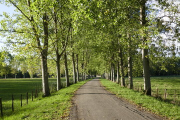Plane trees lining a road in France