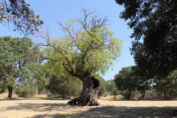 A beautiful tree on the Filerimos Hill, Rhodes, Greece